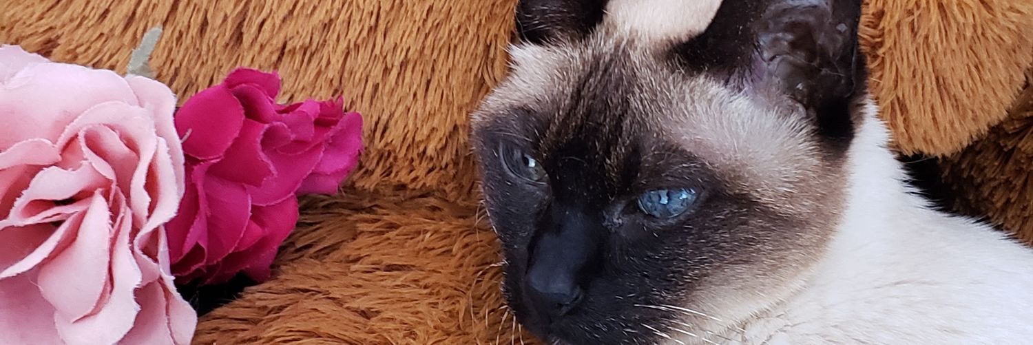 Caamm98's profile banner image