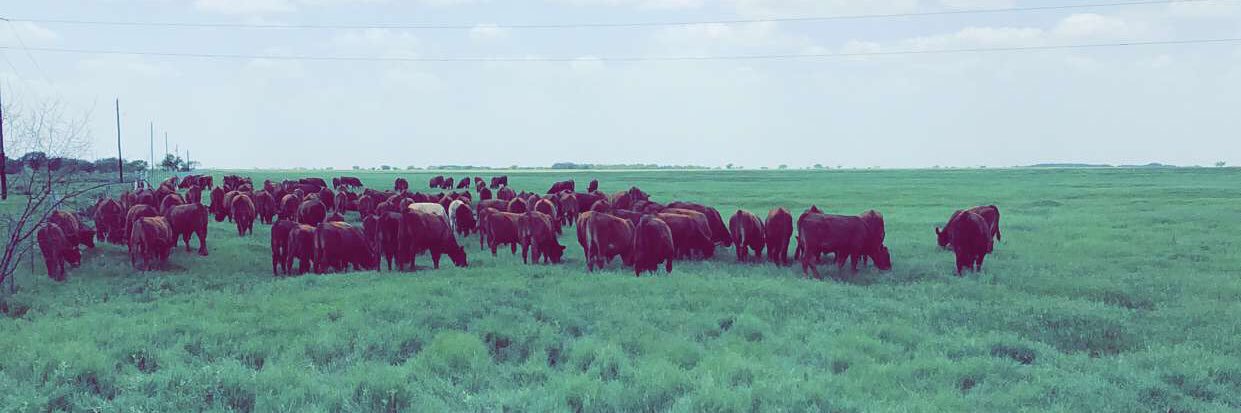 beanerh57's profile banner image
