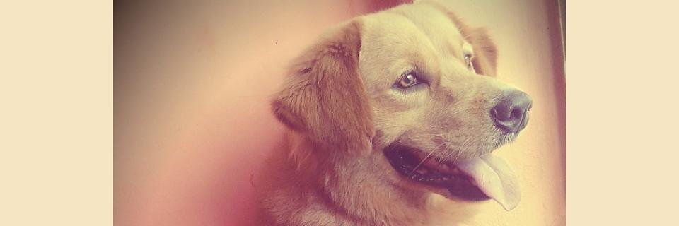Mayy_Maria's profile banner image