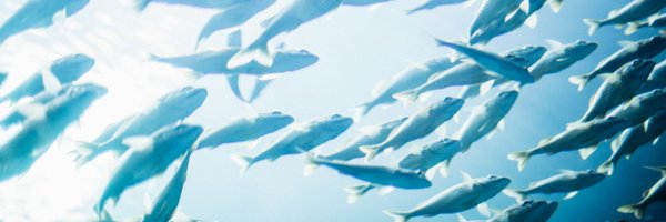 Oceanfilly Profile Banner