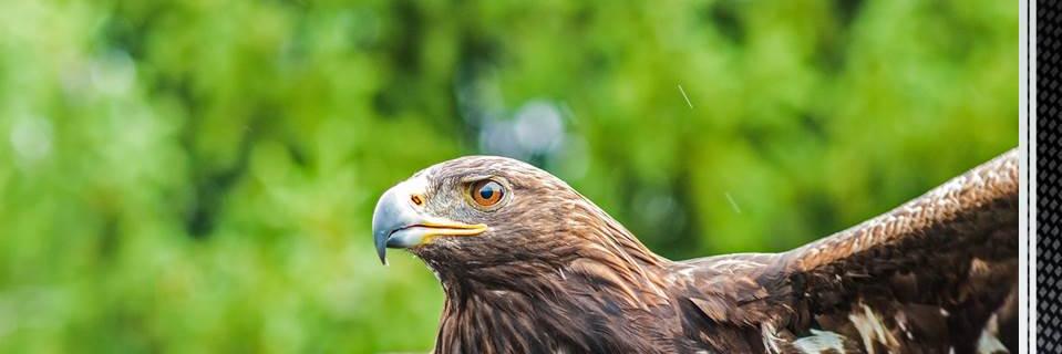 PIgupen's profile banner image