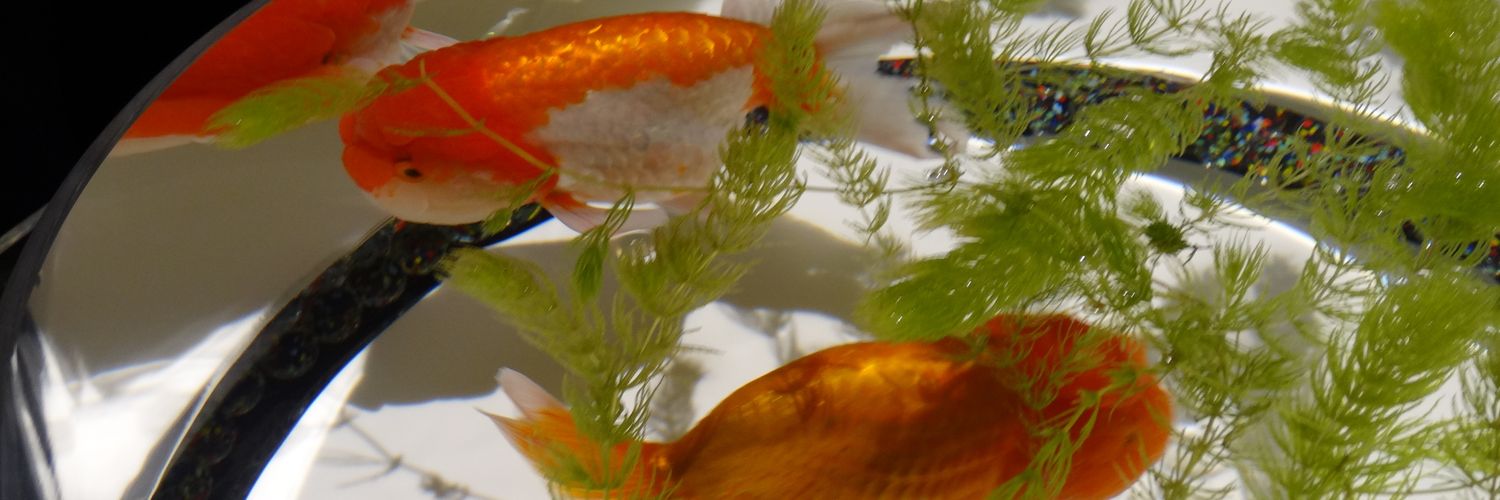manmos_tw2's profile banner image