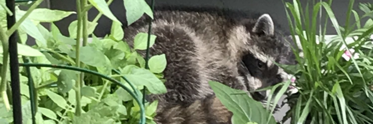 ChicaD68's profile banner image