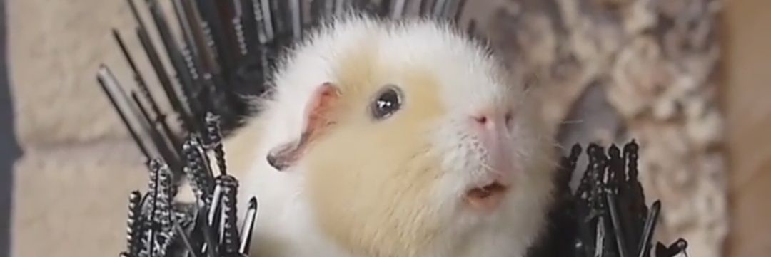 imalipusrammmm's profile banner image