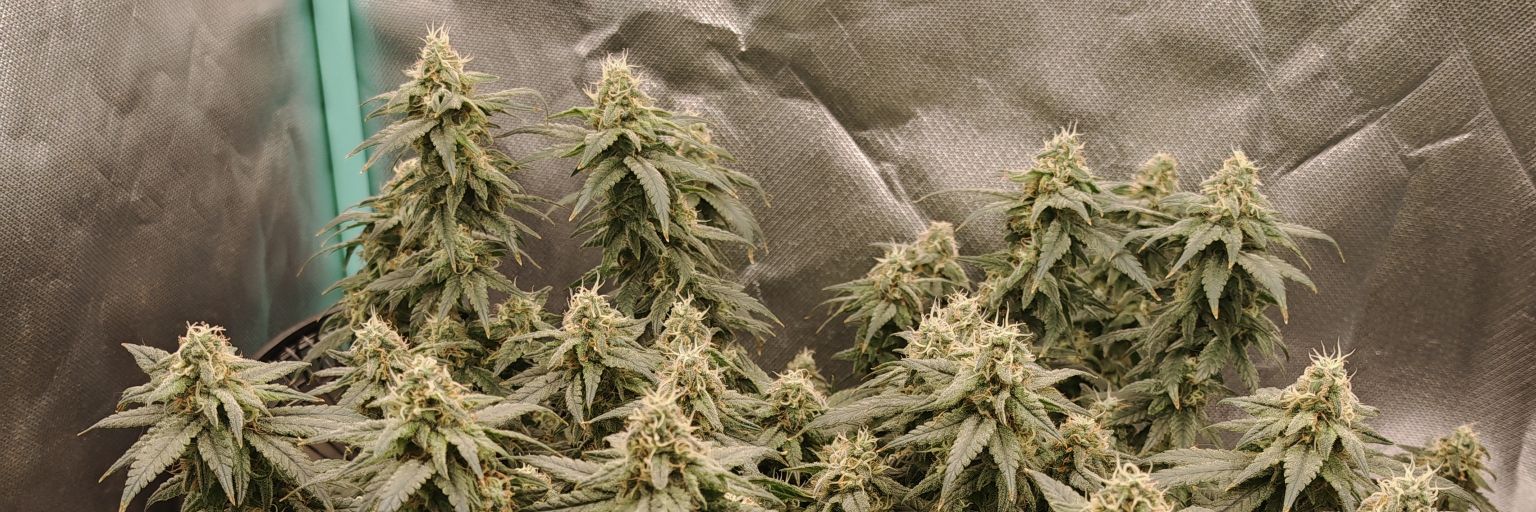 JeffersonGrow's profile banner image