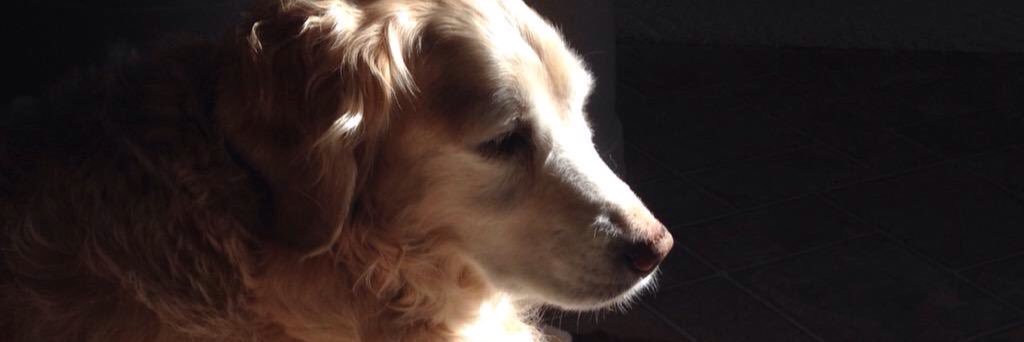 The Golden Plot 🐦‍⬛🪴🐝🌻🐾📚 banner