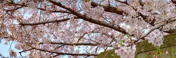 พะ แพมมเองงับ🌻🤍 banner