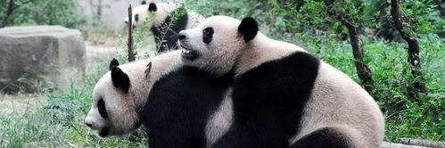 kutumu🐼🐾 banner