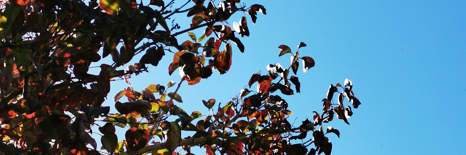 BukakkeMC's profile banner image