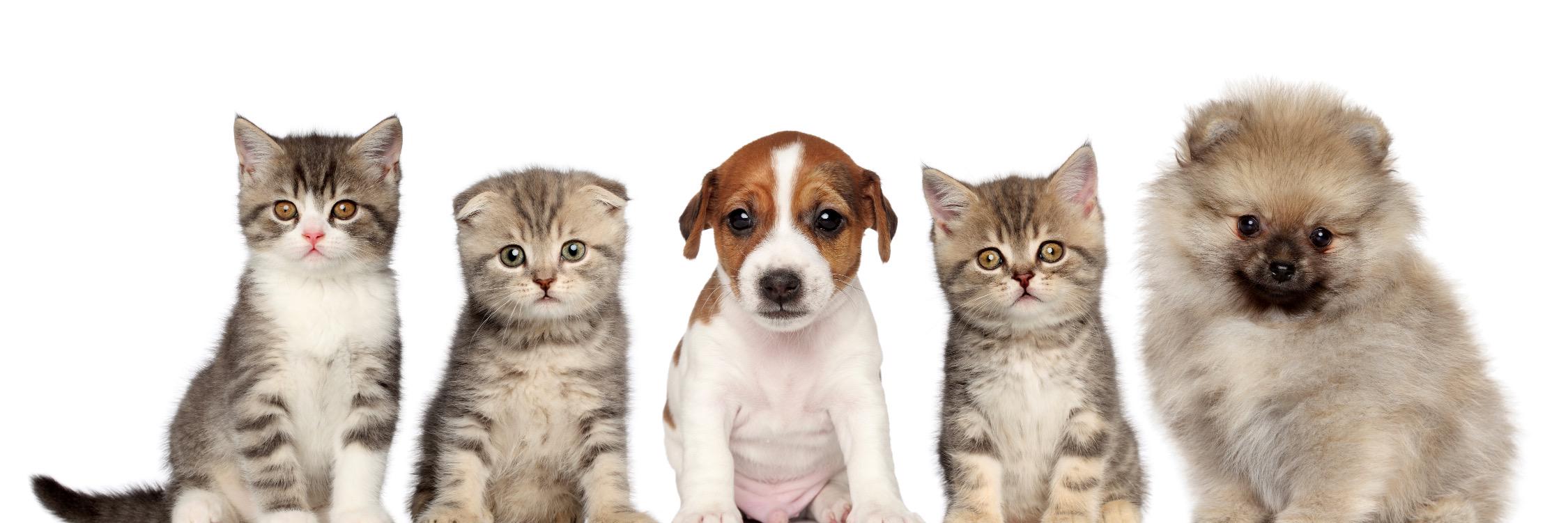 WhiteRabbitApps's profile banner image