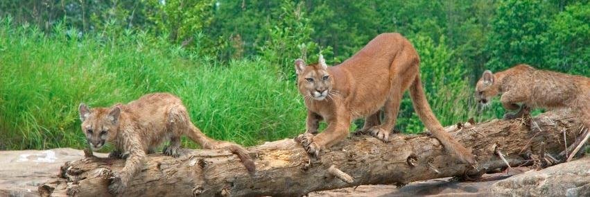 TomCougar1's profile banner image