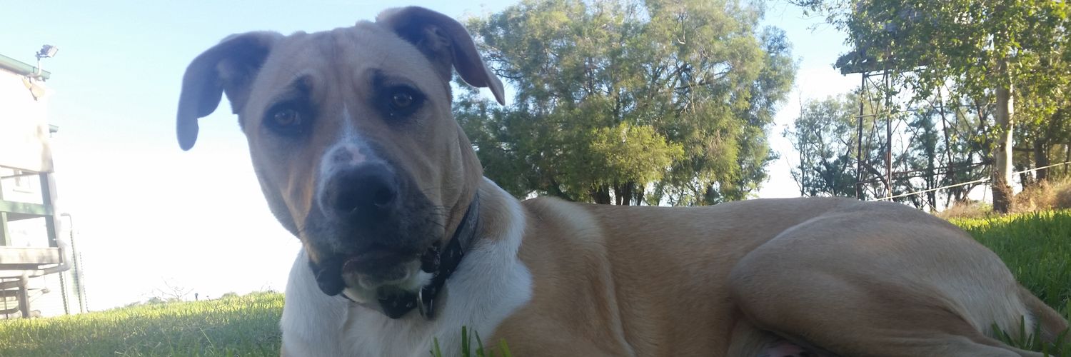 Samurai__Dog's profile banner image
