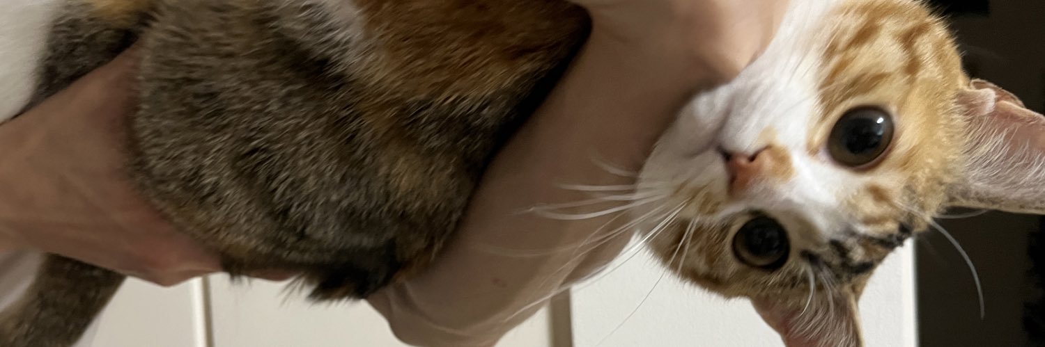 mamireneko's profile banner image
