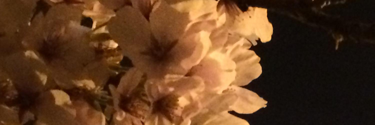 toya968's profile banner image