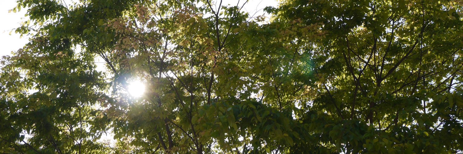 【EA無料配布】ビットコイン✖️ゴールド🔙💯 banner