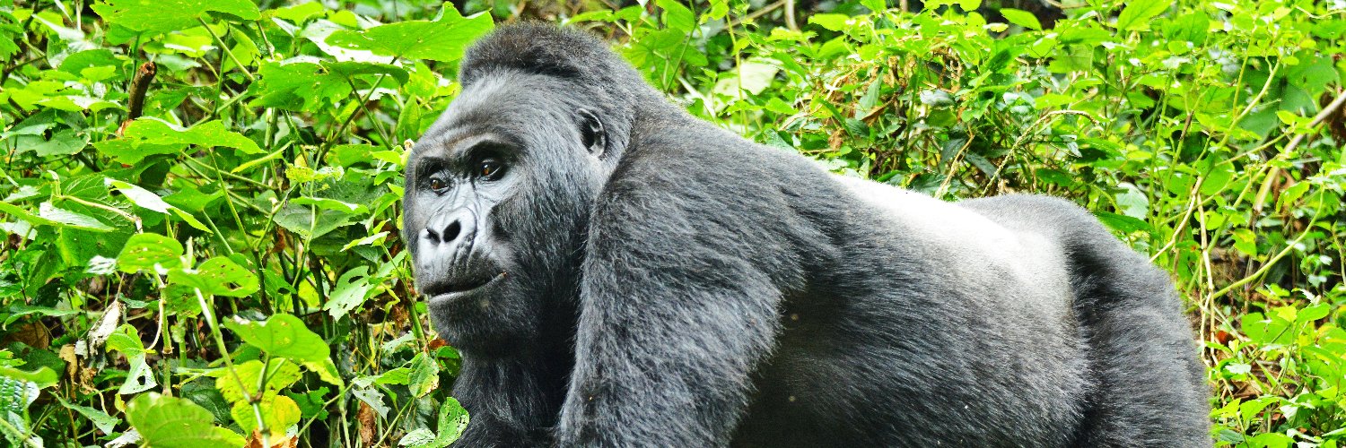 apsafari's profile banner image