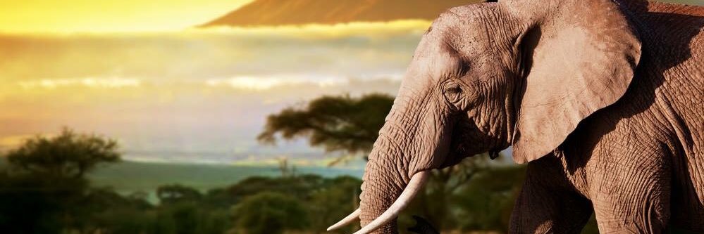 pameLaaaN's profile banner image