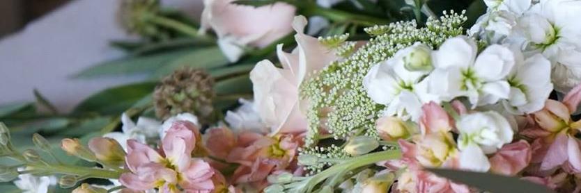 thepetalerco's profile banner image