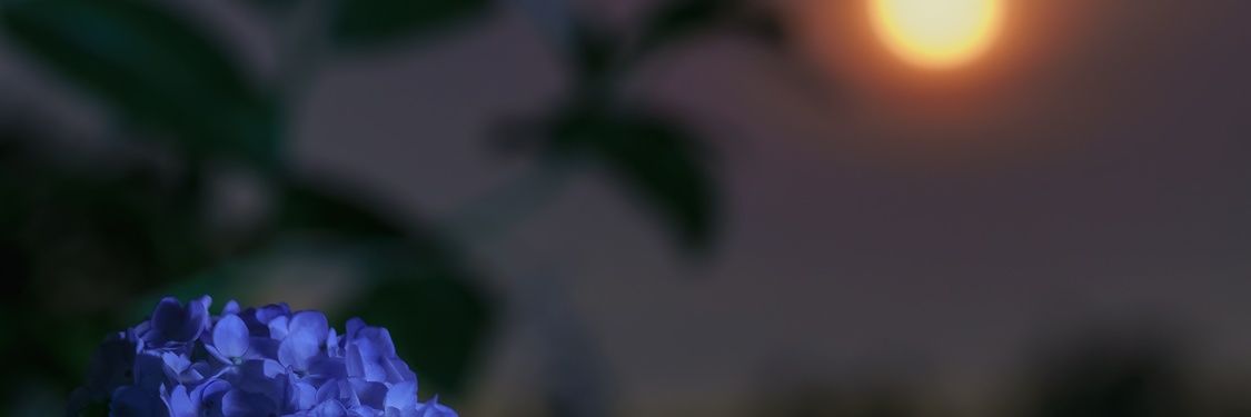 rizayamo's profile banner image