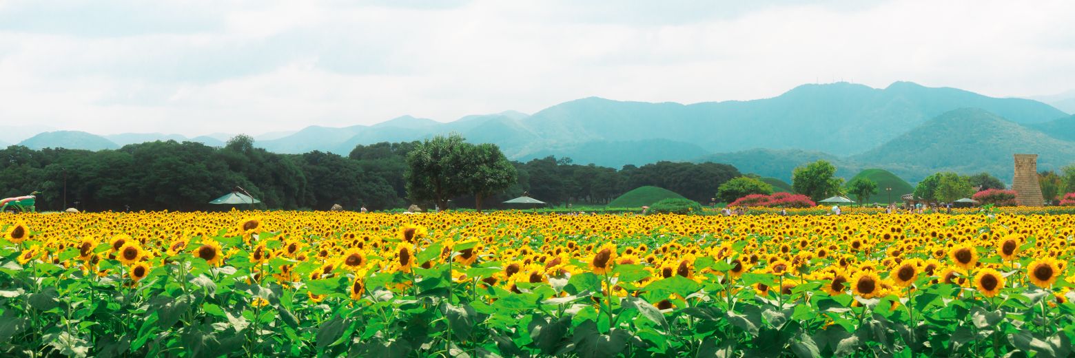 ara01030's profile banner image