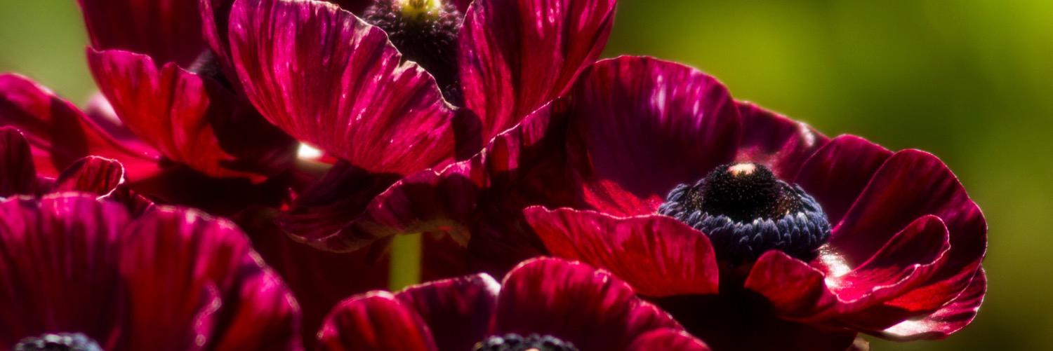 CMePics's profile banner image
