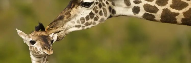AnimalsBirth's profile banner image