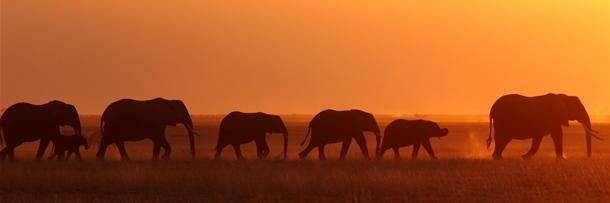 All_Elephants's profile banner image