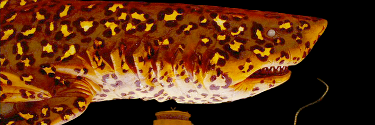 K. Privitera-Johnson banner