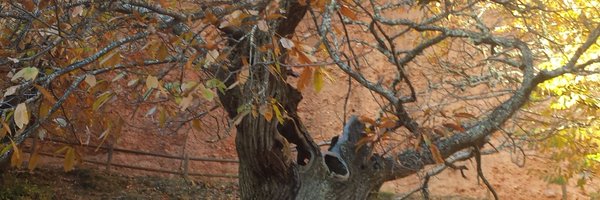 PenaPresas Profile Banner
