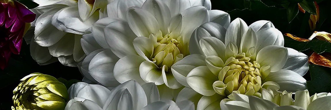 maureenb539's profile banner image