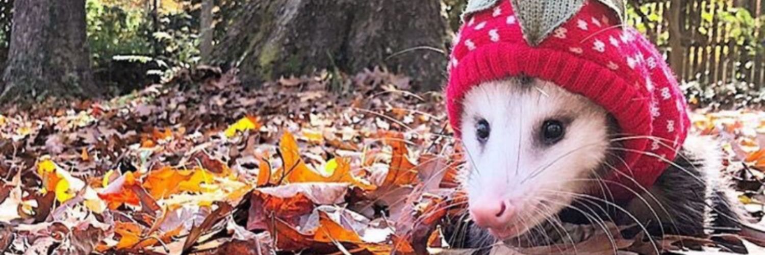 im_humanbean's profile banner image