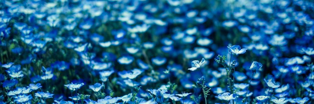 pyonkichi_f's profile banner image