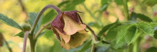 Bio_Stars Profile Banner