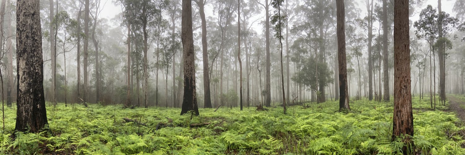 Bronwyn Fancourt banner