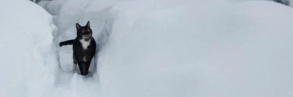 Destiny22Ginger Profile Banner