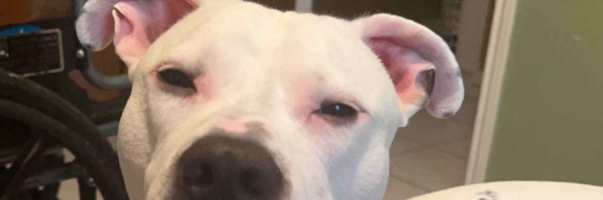 kingmo231's profile banner image