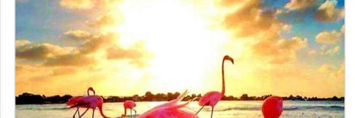 VET077's profile banner image