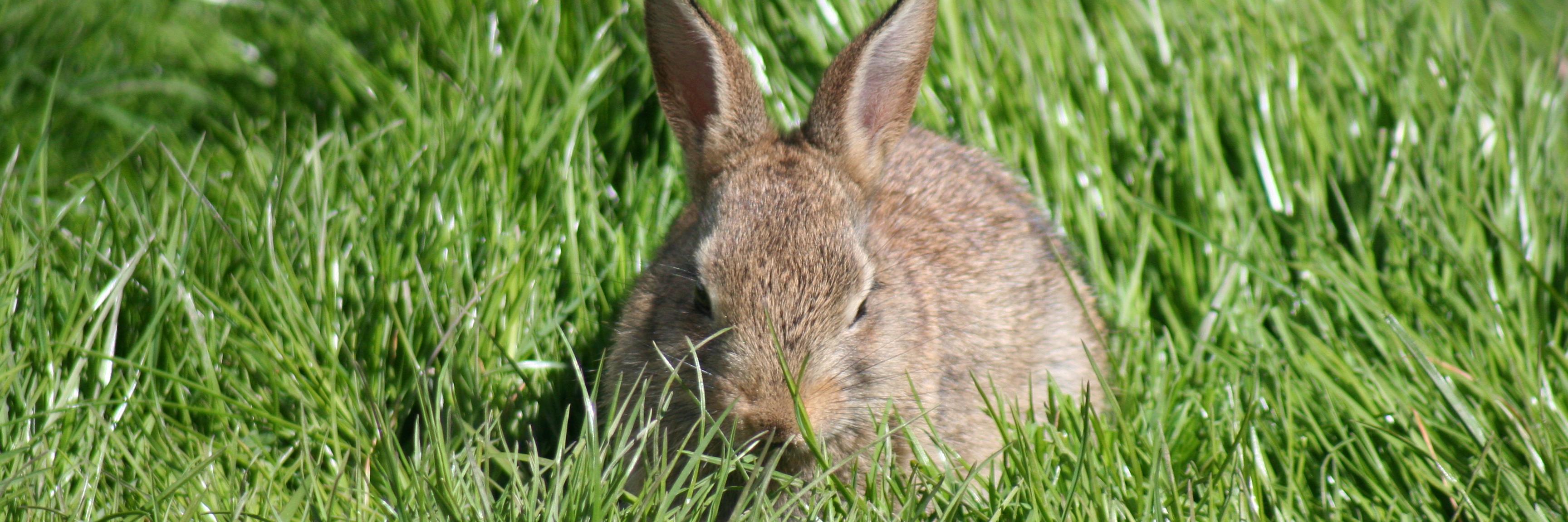 Devon Smallholders banner