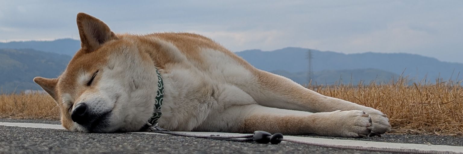 aniki_sae's profile banner image