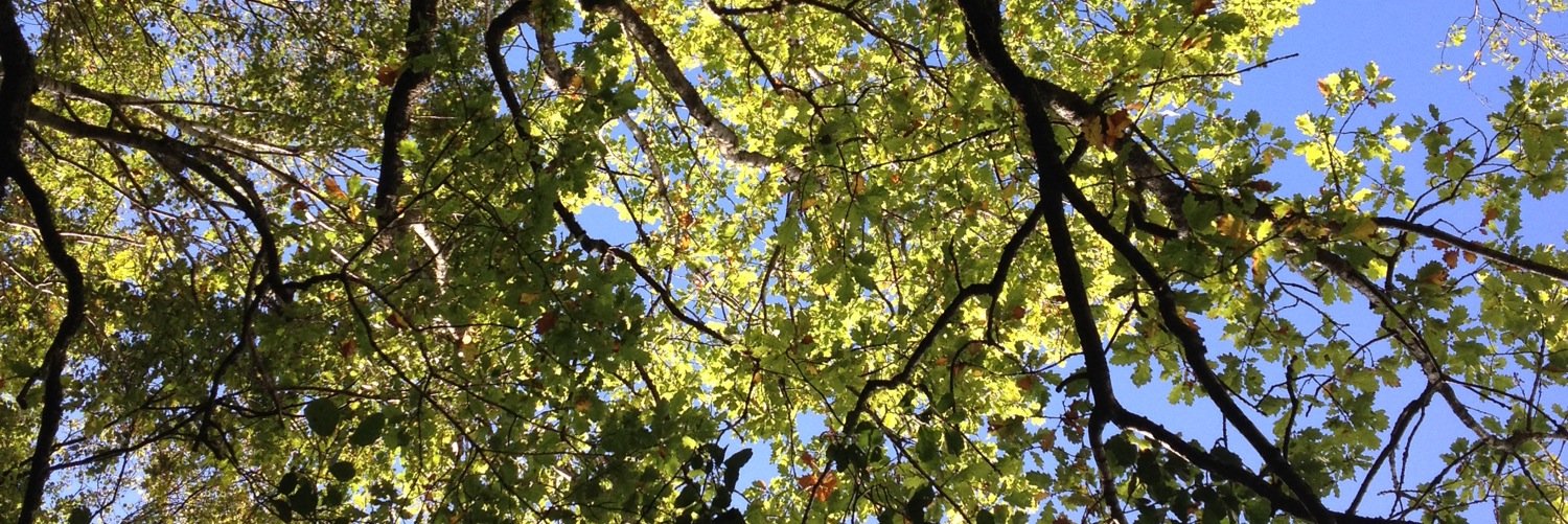 GreatTrossachsForest banner