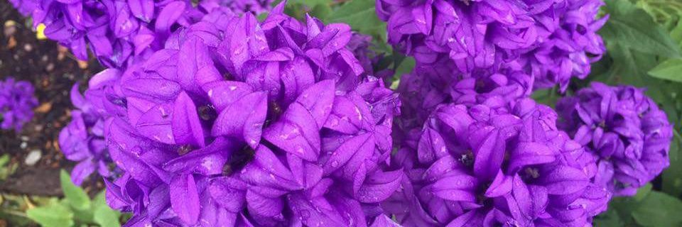 NancyDDB's profile banner image