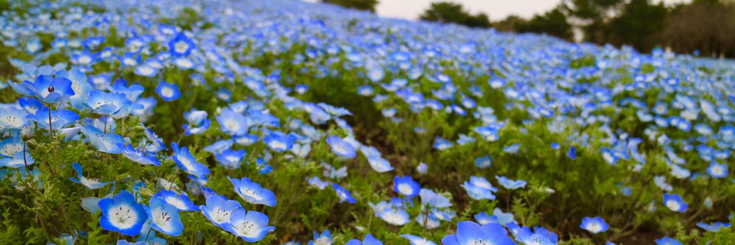 tomoshiha49's profile banner image