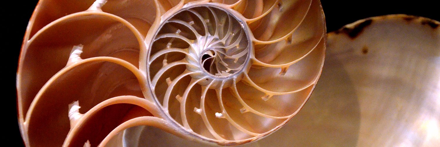 Travis Swann Taylor banner