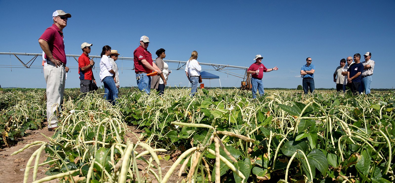 Arkansas Agricultural Experiment Station banner