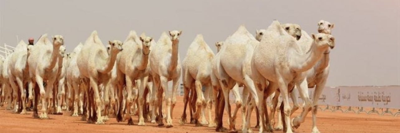 ليس إلا...🍃 banner