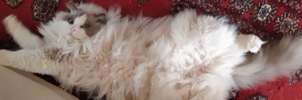 gorgeous_boris Profile Banner