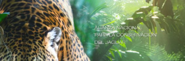 ANCJ: Alianza Nacional Conservación Jaguar Profile Banner