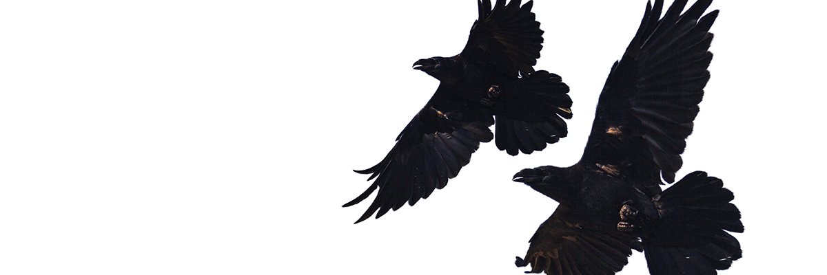 TanngrisnirBook's profile banner image
