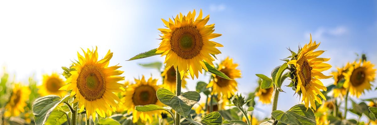 🏴🌻✡︎ Mattathias ✡︎🌻🏴 banner