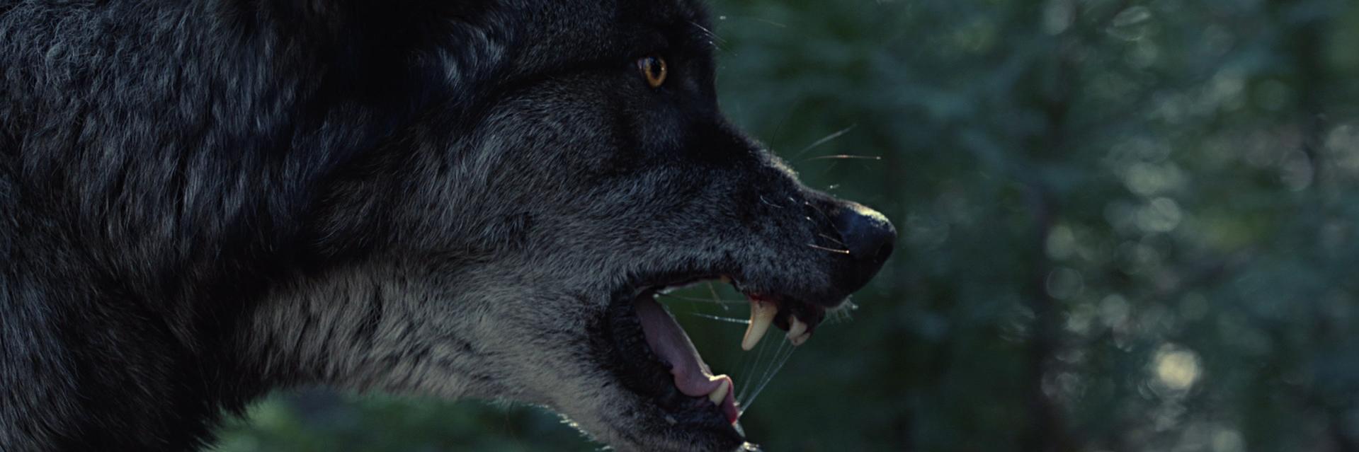 JacquesSalmon's profile banner image